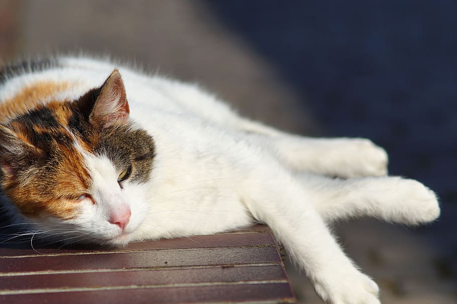cat, wall, lazy, rest, heat, sun, animal themes, domestic, one animal HD wallpaper