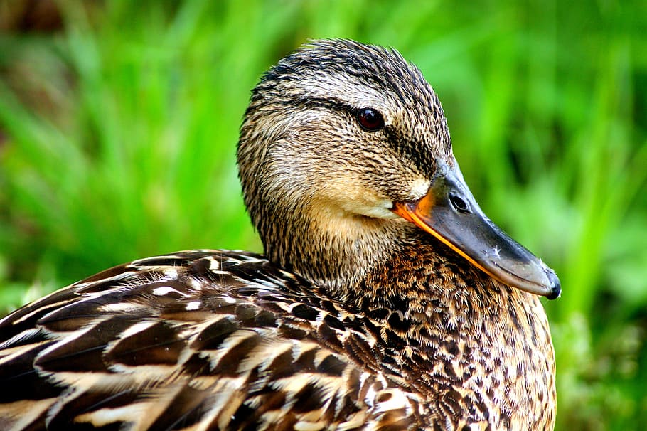 duck, nature, ducks, bird, water, wild birds, water birds, river HD wallpaper