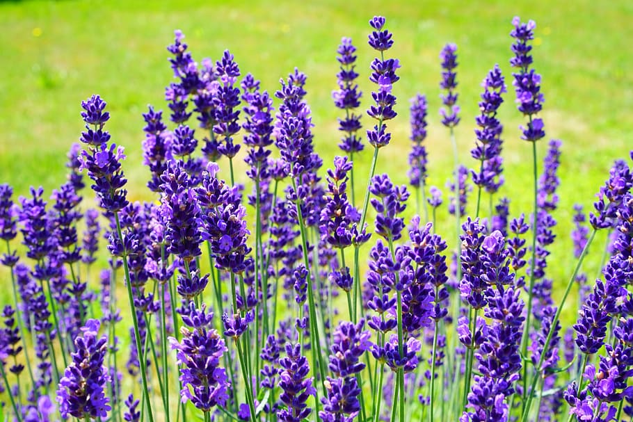 purple flowering plant field, lavender, lavender shrub, lavender bush