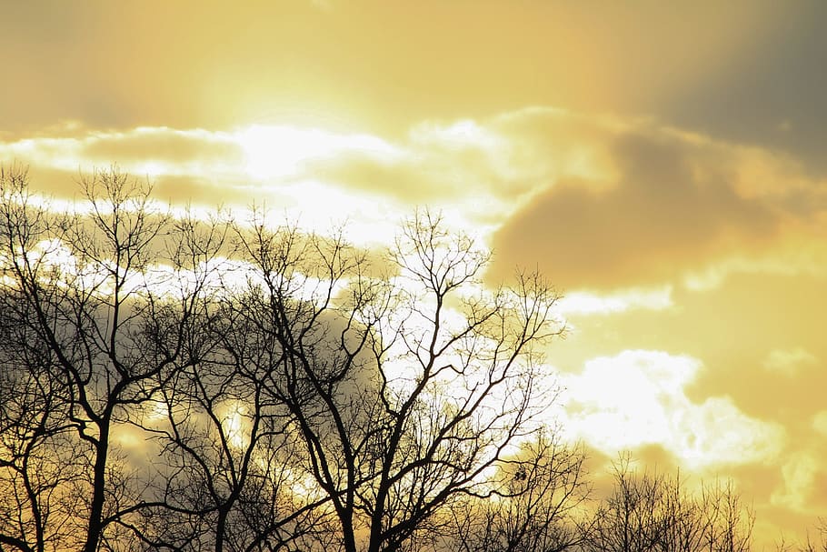 tree, branches, bare, autumn, fall, sunlight, sunshine, rays of light HD wallpaper