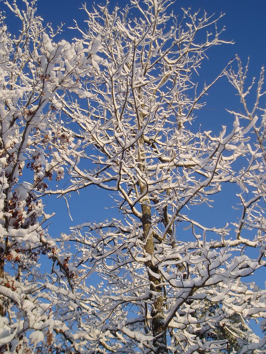 Ice, Trees, Winter, Cold, Nature, landscape, branch, blue, sky HD wallpaper