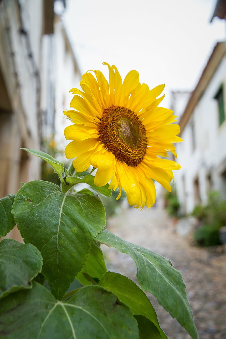 sun flower, sunflower, yellow, blossom, bloom, close, yellow flowers, HD wallpaper