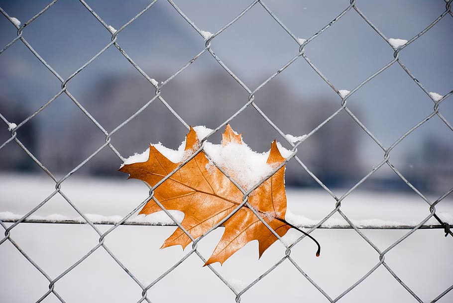 nature, leaf, snow, chainlink fence, barrier, change, plant part HD wallpaper