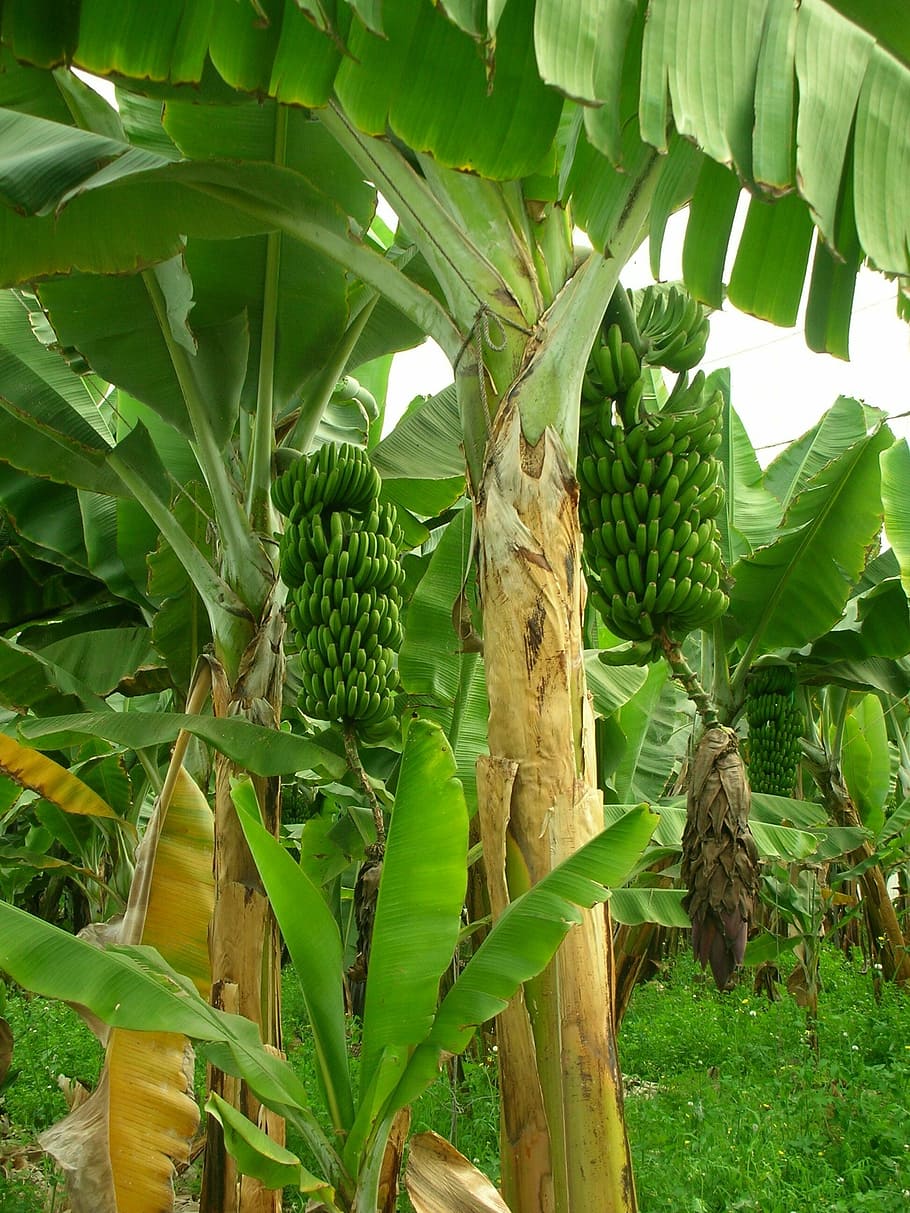 green banana plant during daytime, bananas, banana trees, banana plantation, HD wallpaper
