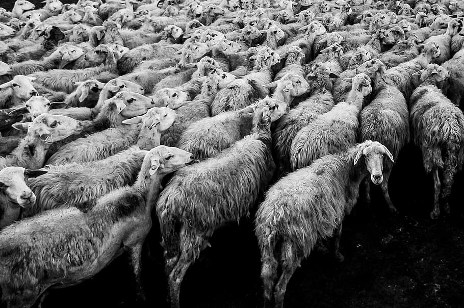 herd of white sheep, blackandwhite, flocks, livestock, agriculture HD wallpaper