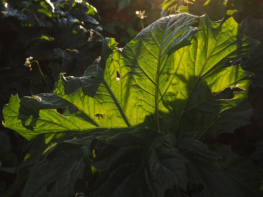 hogweed, leaf, backlighting, translucent, leaf veins, green HD wallpaper