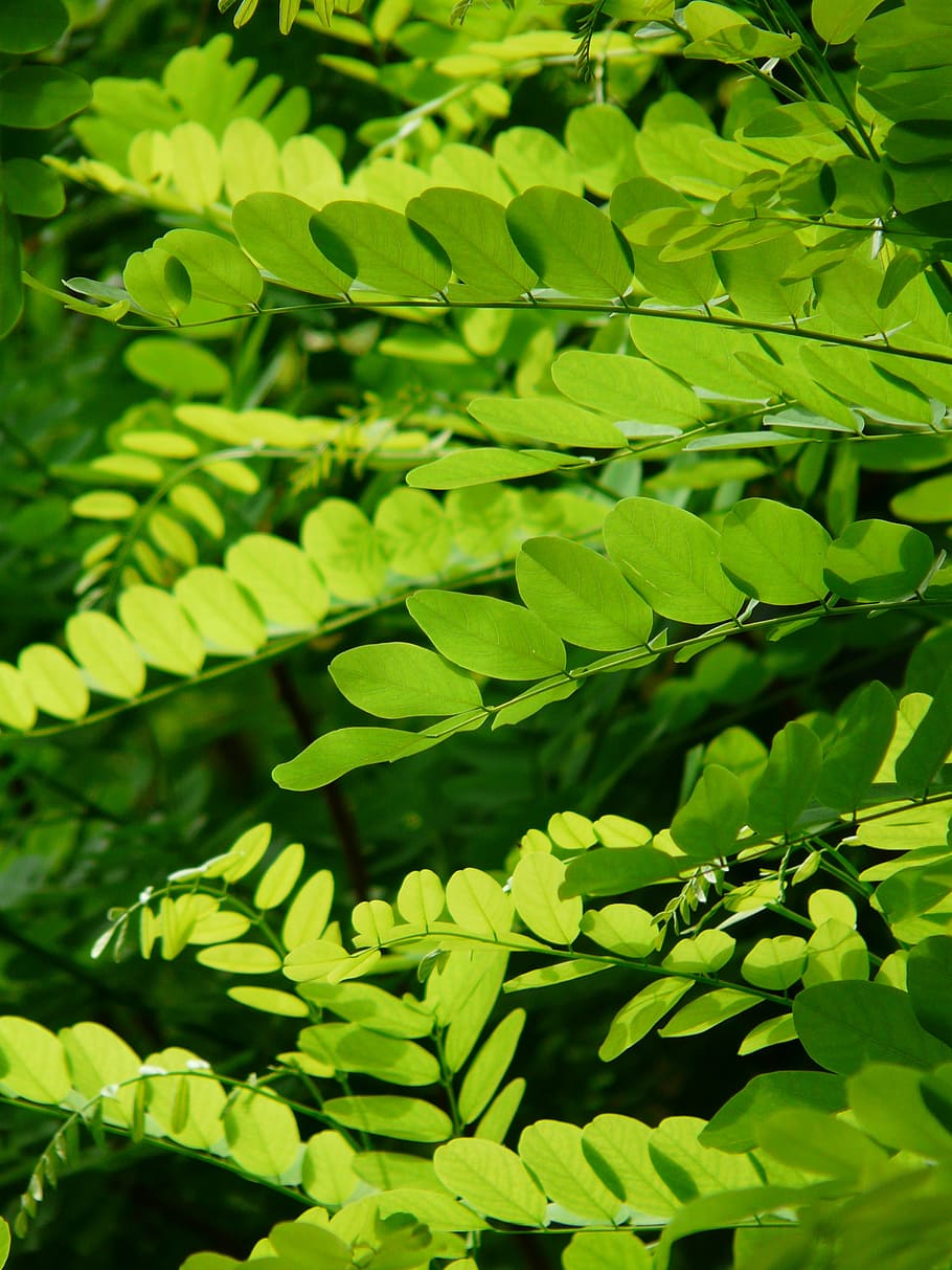 green plant, leaves, common maple, robinia pseudoacacia, false acacia, HD wallpaper