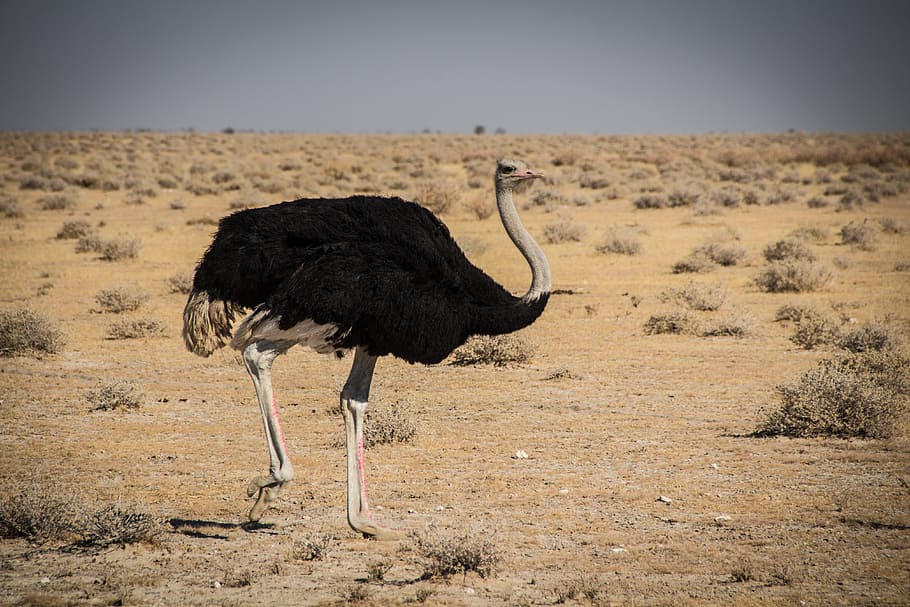 namibia, outdoors, landscape, travel, africa, climate, etosha HD wallpaper