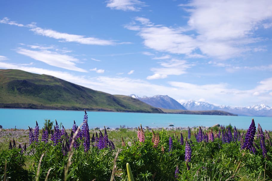 alpine, bloom, blossom, blue, countryside, environment, flowers HD wallpaper