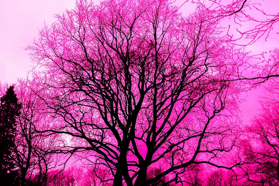abstract, alone, art, black, branch, bright, color, dark, dawn HD wallpaper