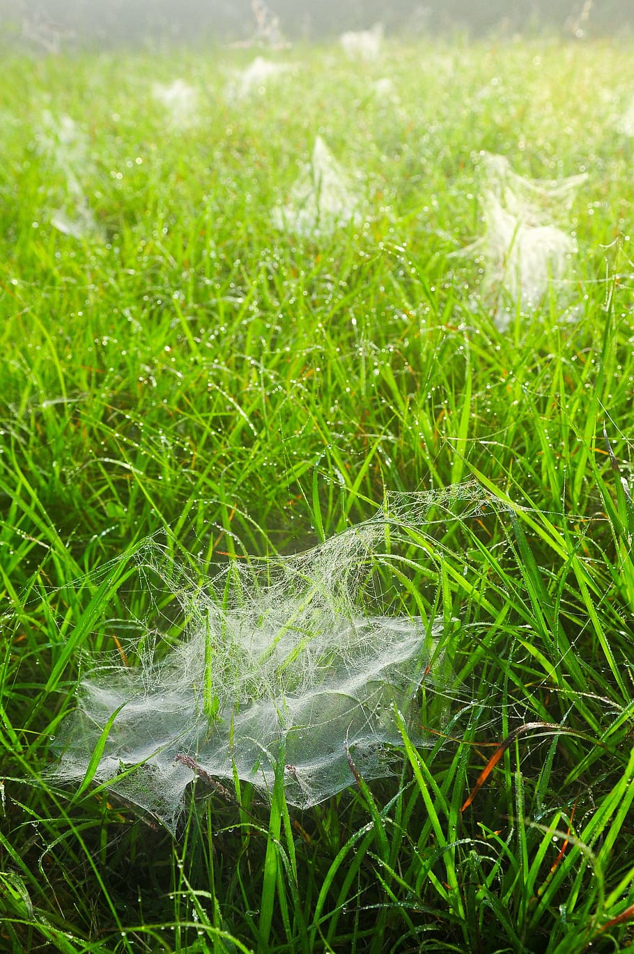 Spider, Webs, Grass, Dew, Drops, Droplets, spider webs, wet HD wallpaper