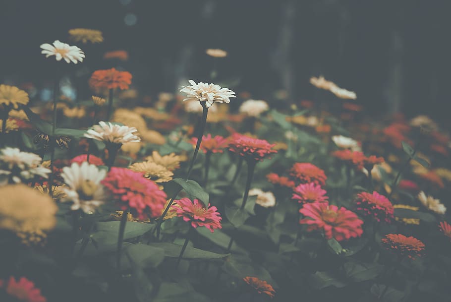 assorted-color flowers on the field painting, filter, nature HD wallpaper