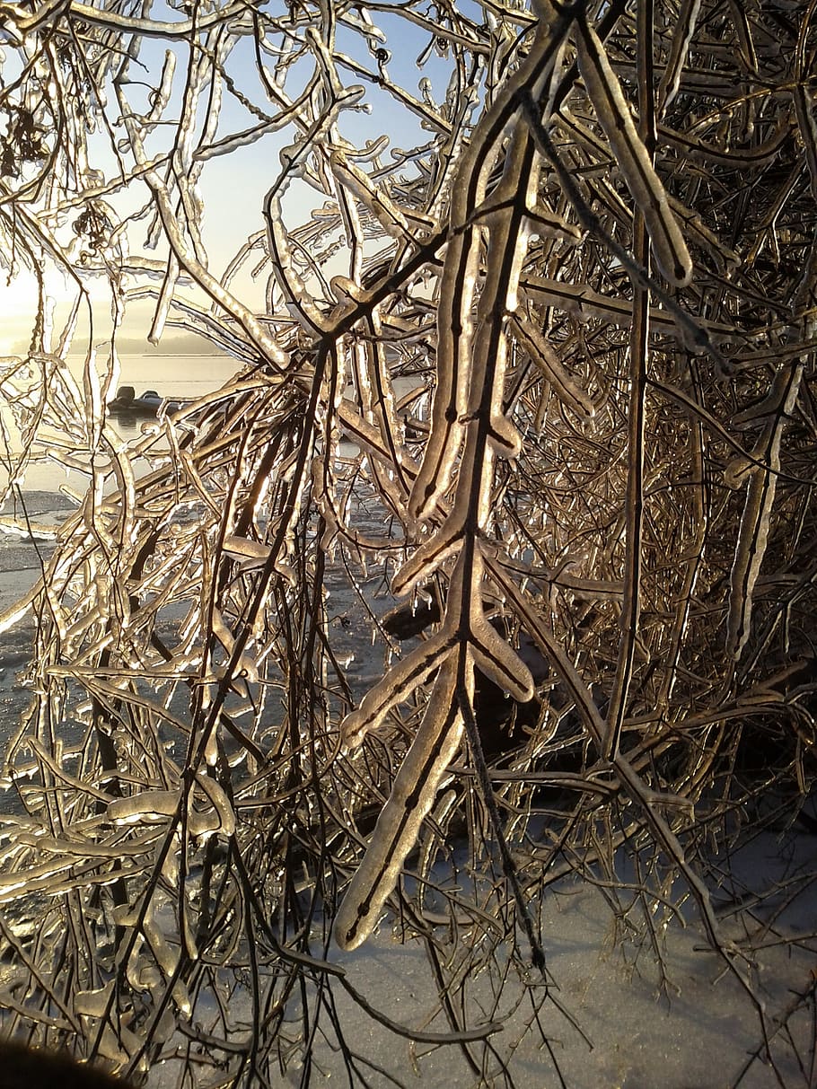 ice storm, winter, cold, icy, frozen, nature, landscape, sun HD wallpaper