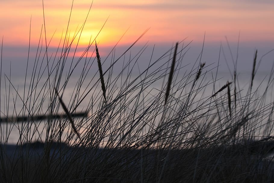 dawn, beach, dune, sunset, tranquility, grass, beauty in nature HD wallpaper