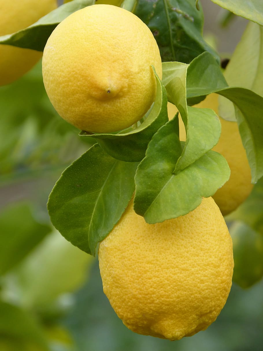 lemon, citric, fruit, mediterranean, leaf, plant part, food HD wallpaper