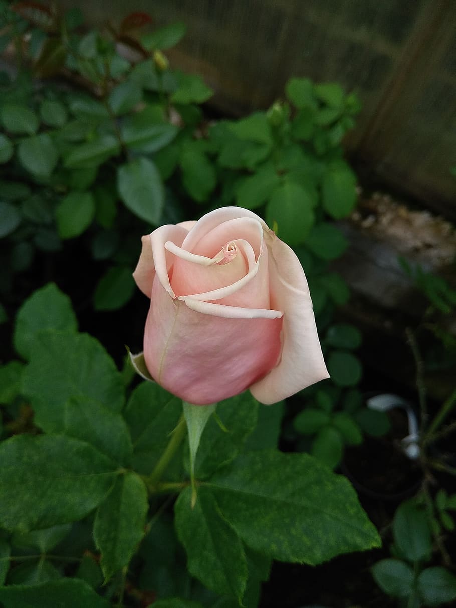 rose, bud, flower, macro, plant, flowering plant, beauty in nature HD wallpaper