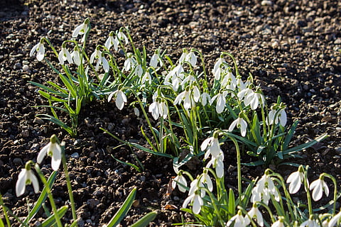 Spring Awakening, Spring, Flowers, Bloom, close, frühlingsanfang HD wallpaper