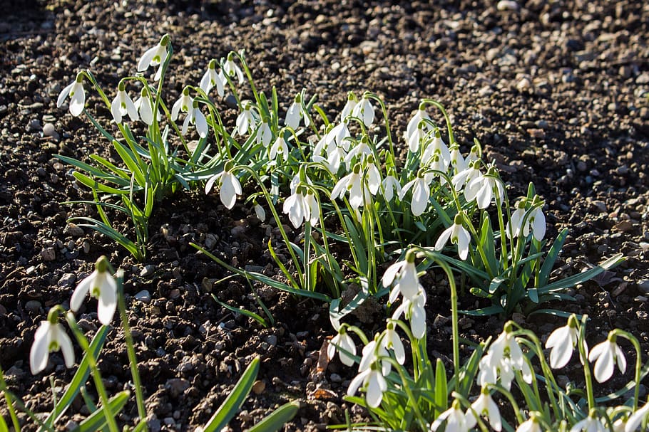 Spring Awakening, Spring, Flowers, Bloom, close, frühlingsanfang HD wallpaper