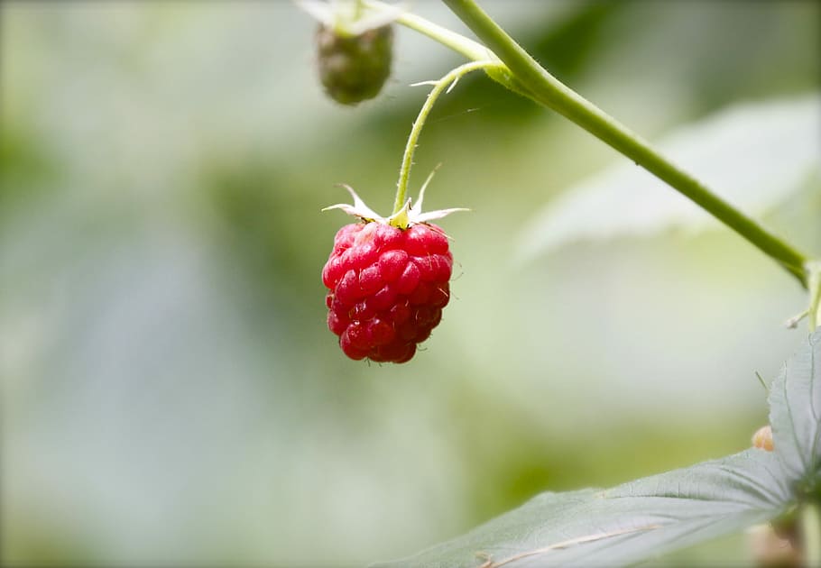 selective focus photography of red raspberry, selective focus photo of red raspberry fruit HD wallpaper