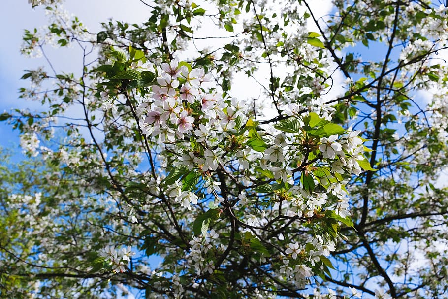 Spring fruit. Цветущие фруктовые деревья и Родник. Долларов дерево фото цветение.