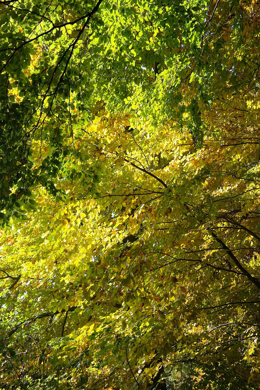 Beech Wood, Autumn Mood, beech leaves, tree, back light, green, HD wallpaper