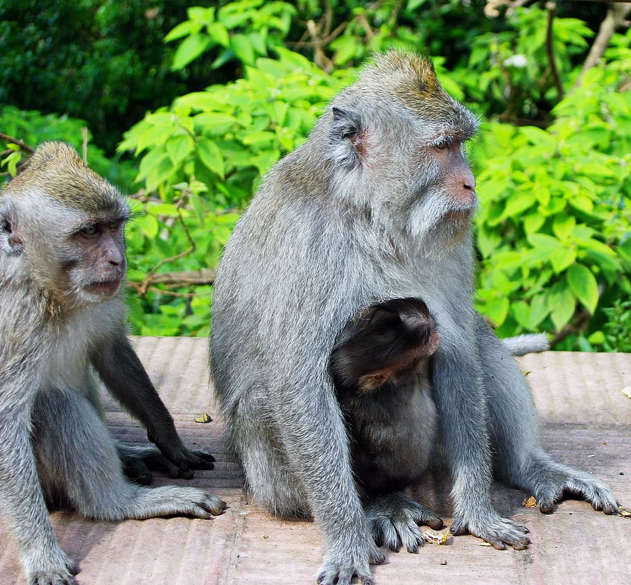Indonesia, Java, Monkey, Maternity, primate, guenon, tenderness HD wallpaper