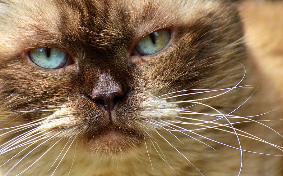 Hd Wallpaper Selective Focus Photography Of Ragdoll Cat British