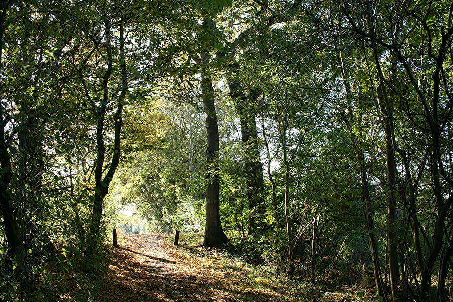 forest, autumn, sun, sunlight, nature, tree, october, natural HD wallpaper