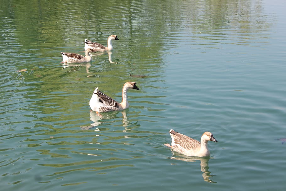 pellerina, animals, torino, animals in the wild, water, animal wildlife HD wallpaper