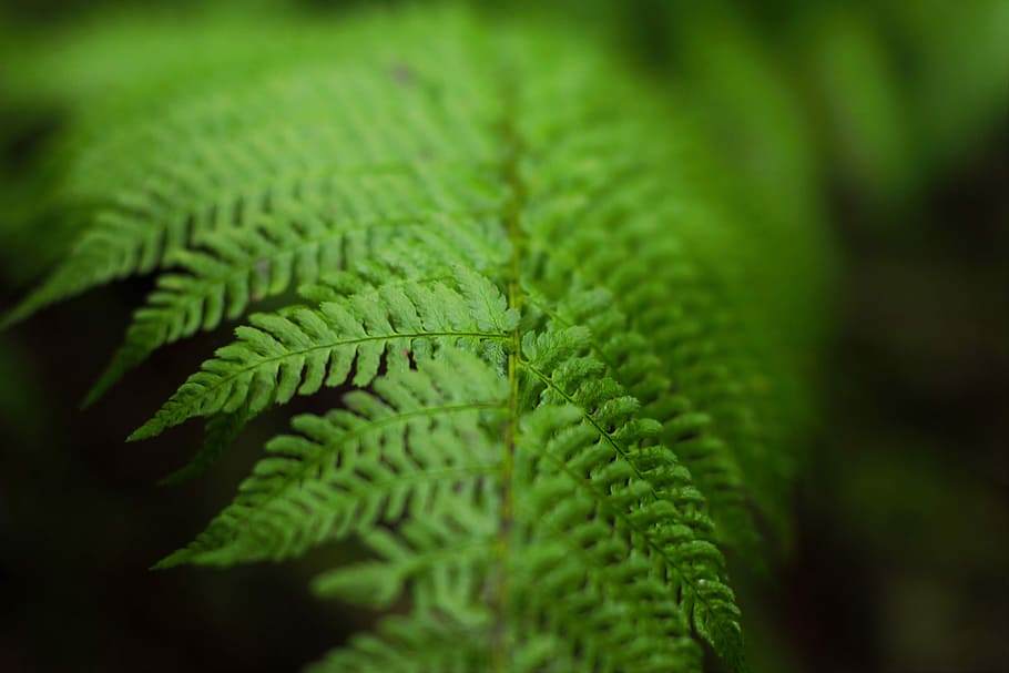selective focus photography of green fern leaf, selective focus photography of fern plant HD wallpaper
