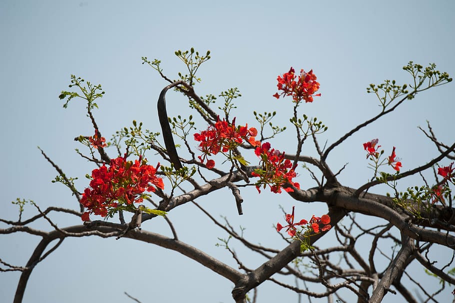nature, flower, tree, sky, red, branch, landscape, summer, bright HD wallpaper