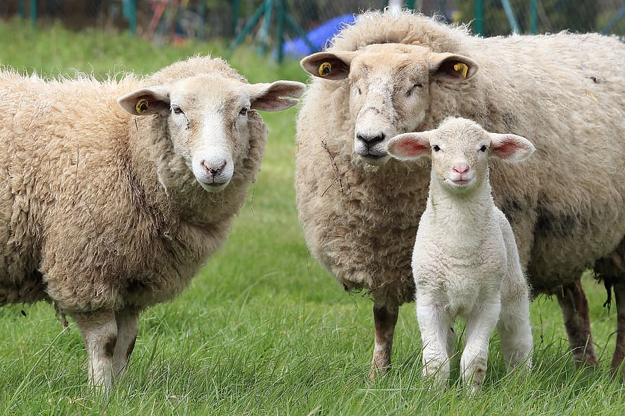three brown ships on grass field during daytime, sheep, lamb HD wallpaper