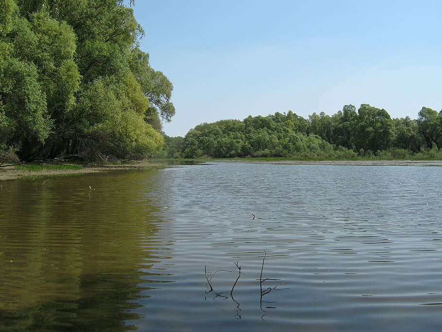 lake, water, backwater, spring, wood, lakeside, waterfront HD wallpaper