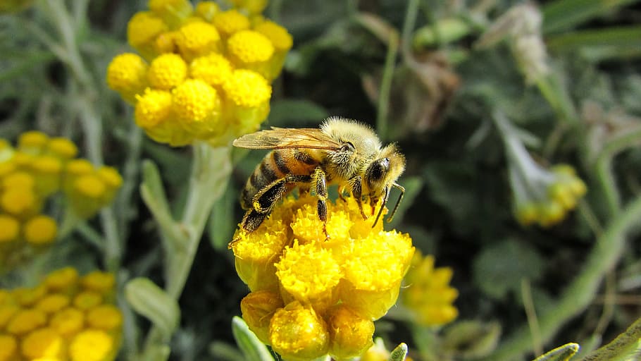 bee, insect, nature, animal, yellow, busy, working, spring HD wallpaper