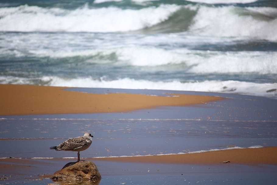 waters, sea, bird, beach, ocean, animal themes, vertebrate HD wallpaper