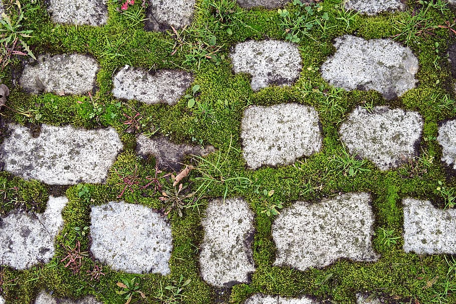 pavers, pavement, moss, green, old, overgrown, walkway, grass