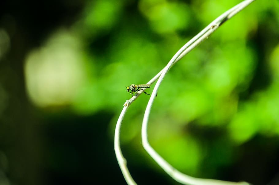 insect, summer, branch, fly, properties, animal themes, animal wildlife HD wallpaper
