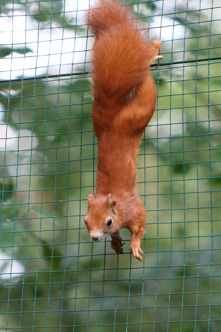 squirrel, red, bushy, zoo, autumn forest, wildlife park, one animal HD wallpaper
