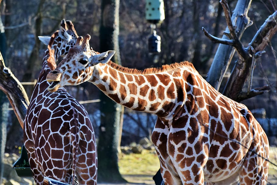 two brown-and-white giraffes standing near gray tree, neck, giraffe head, HD wallpaper