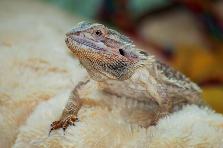 Bearded Dragon, Small, Reptile, small dragon, animal, nature HD wallpaper