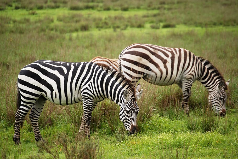zebra, group, animals, mammals, togetherness, grazing, grasslands HD wallpaper