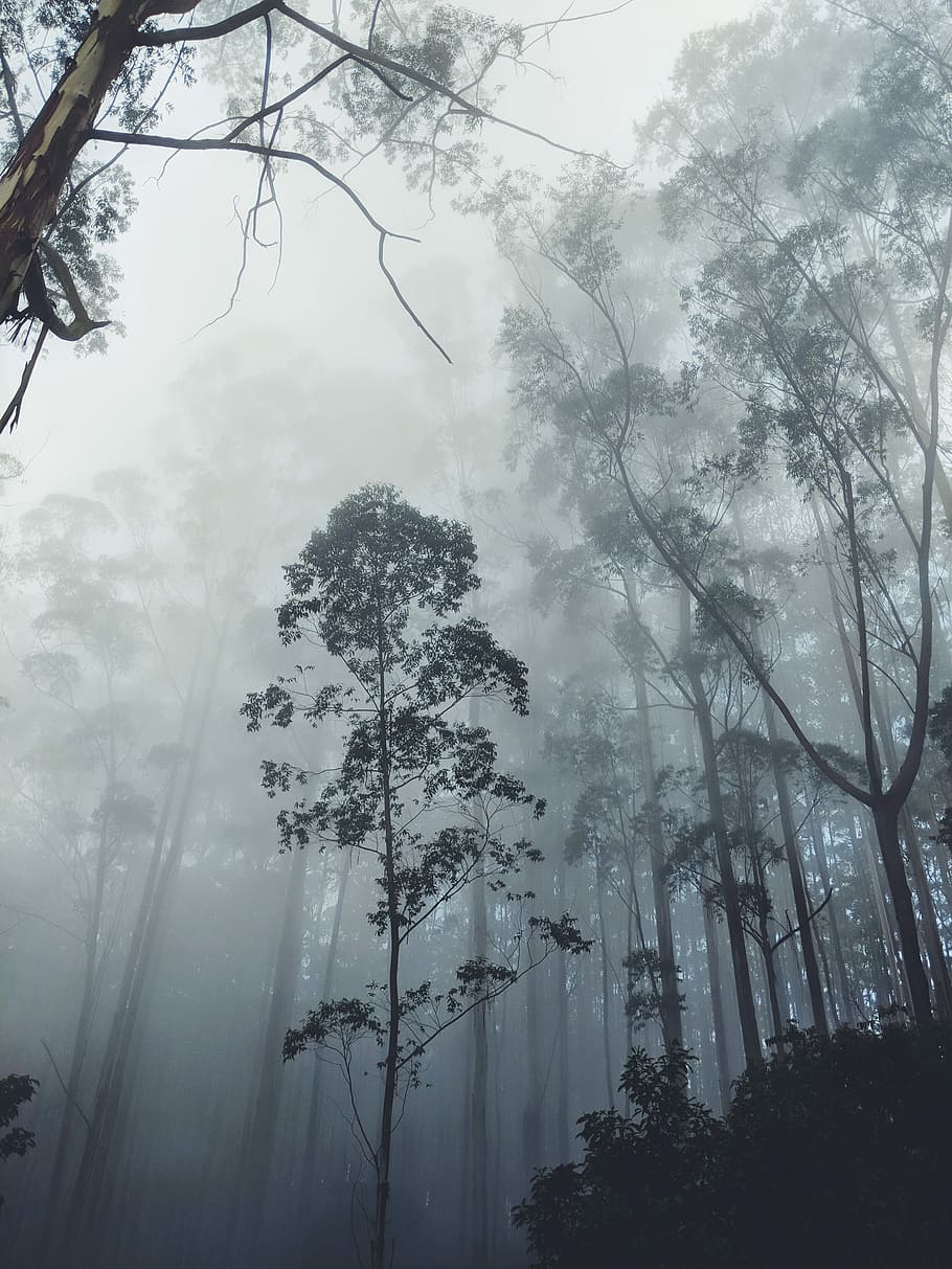 silhouette photography of trees covered with mist, forest during fogs