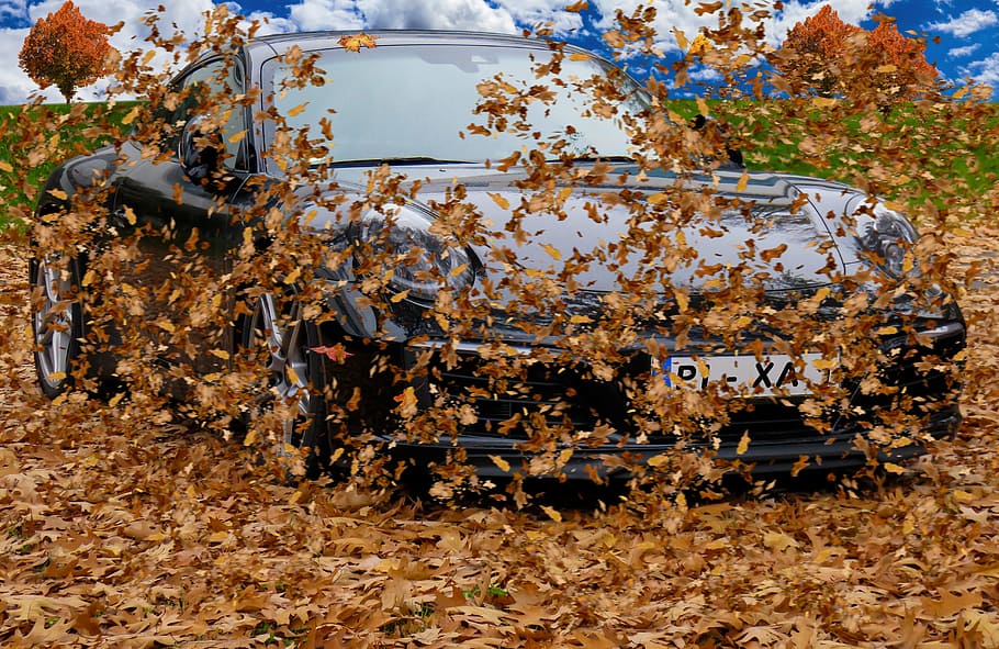 black coupe, autumn, leaves, wind, forward, fly, fall foliage HD wallpaper