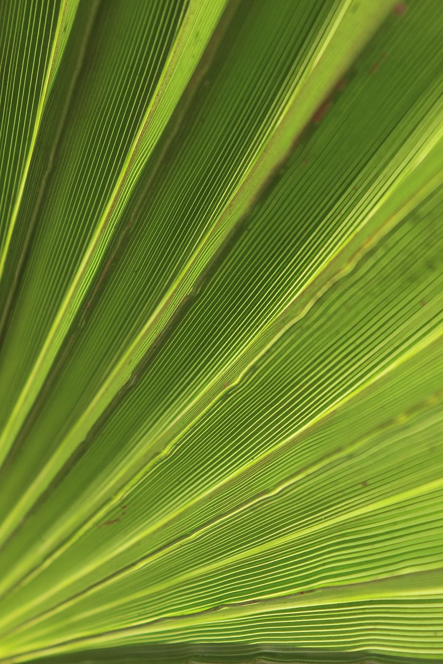 green, palm, leaf, tropical, summer, plant, exotic, natural HD wallpaper