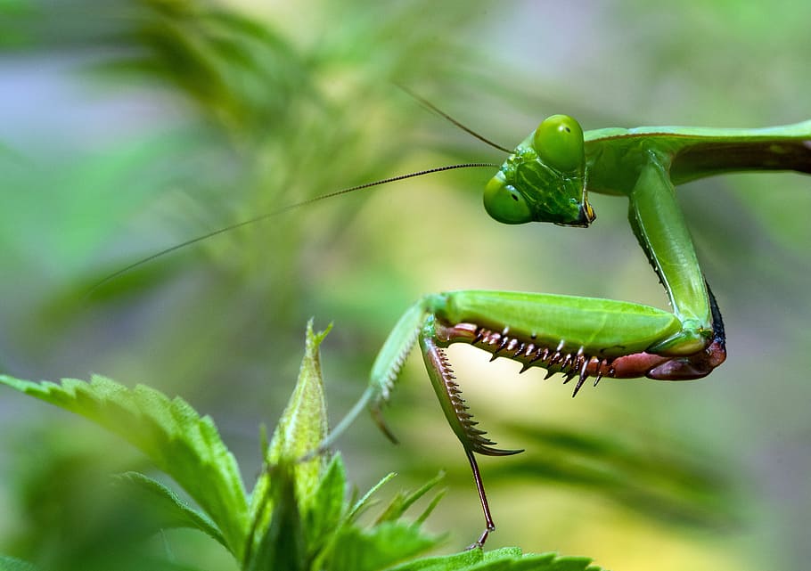 green mantis near green plant, green praying mantis selective photography HD wallpaper