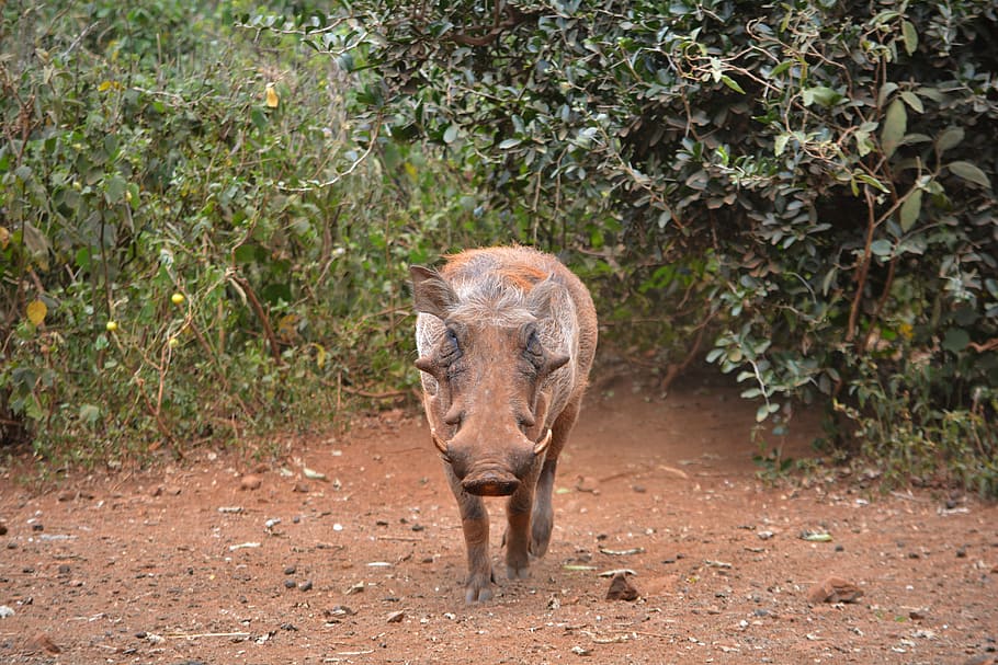 Warthog, Pig, Wildlife, Animal, Safari, african, boar, game, HD wallpaper