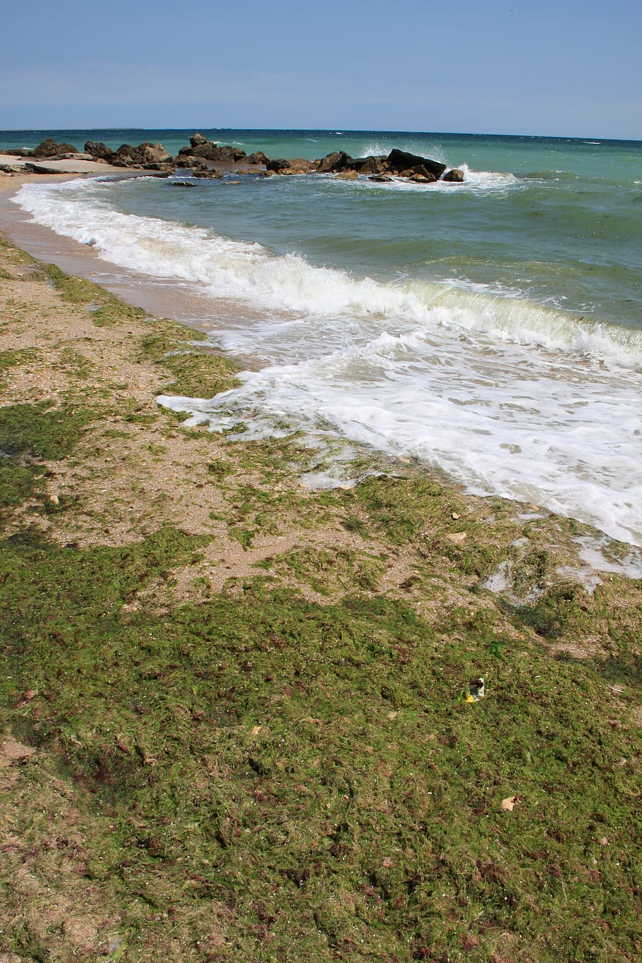 algae, beach, covered, green, sea, seaweed, water, plants, land HD wallpaper