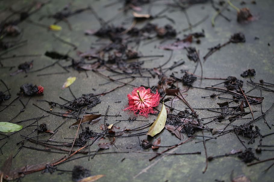 flower, red, after raining, spring, flag, plant, nature, grow HD wallpaper