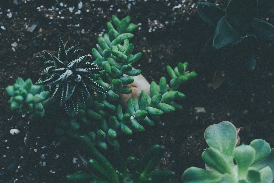 green succulent plants, green succulent plant, Terrarium, nature HD wallpaper