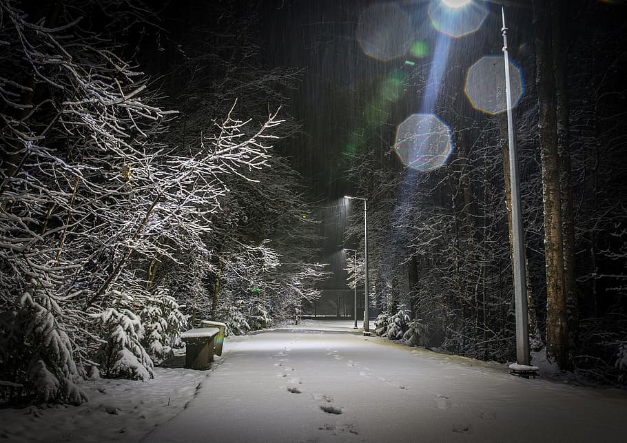 snow, winter, lights, the glare, tracks, night, tree, cold temperature HD wallpaper